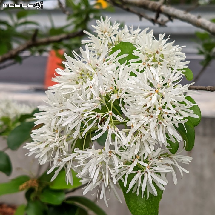 流蘇 台南市後壁區市道172 03/26