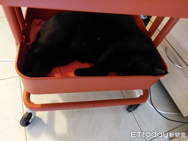 大家來找碴再一發!房間躲貓貓「黑喵超強隱身術」網友找到生氣