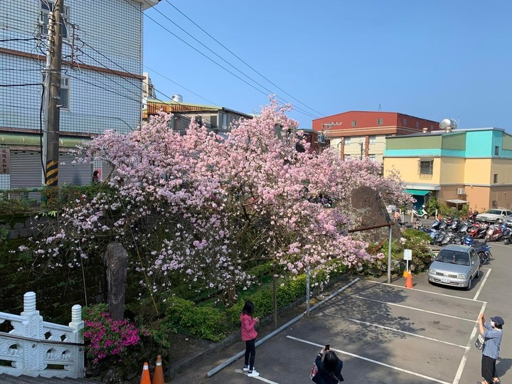 2022 天元宮花況報導
