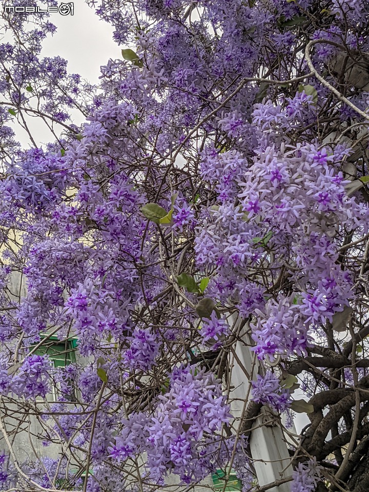 錫葉藤 台南市永康區藝園園藝 03/18