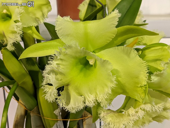 蘭花展 台南市後壁區蘭花生物科技園區 03/26