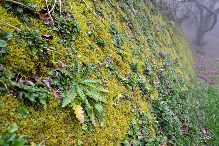 觀霧賞櫻一日遊