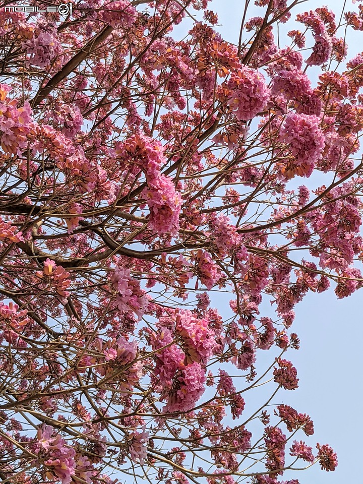 紅花風鈴木 台南市南區水交社文化園區 03/06