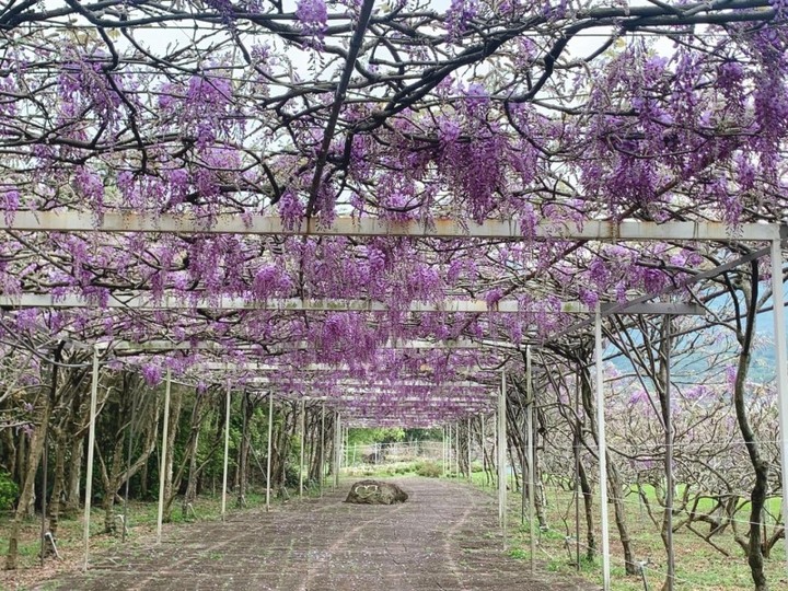 全台最大「紫藤咖啡園」回歸!核彈級的爆炸美景限時開放!
