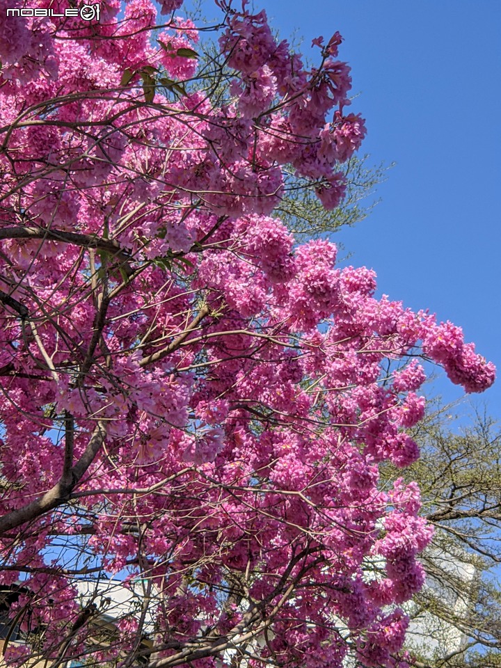 黃花+紅花風鈴木 台南市北區東豐路 03/12