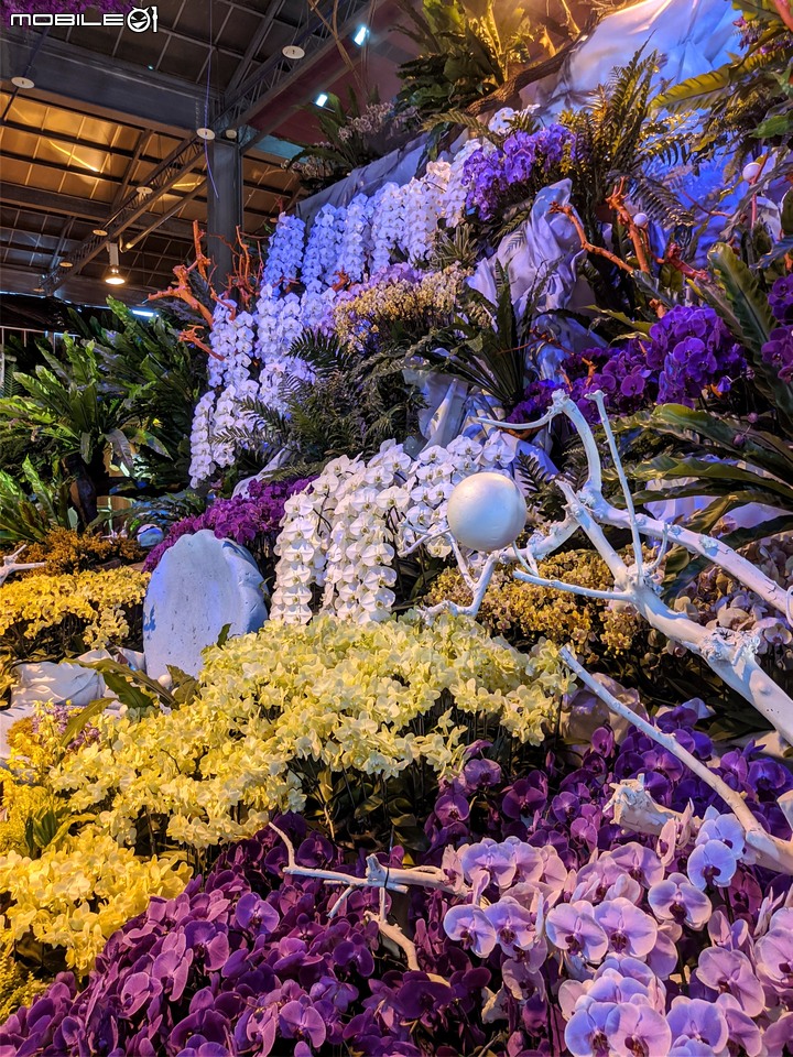 蘭花展 台南市後壁區蘭花生物科技園區 03/26