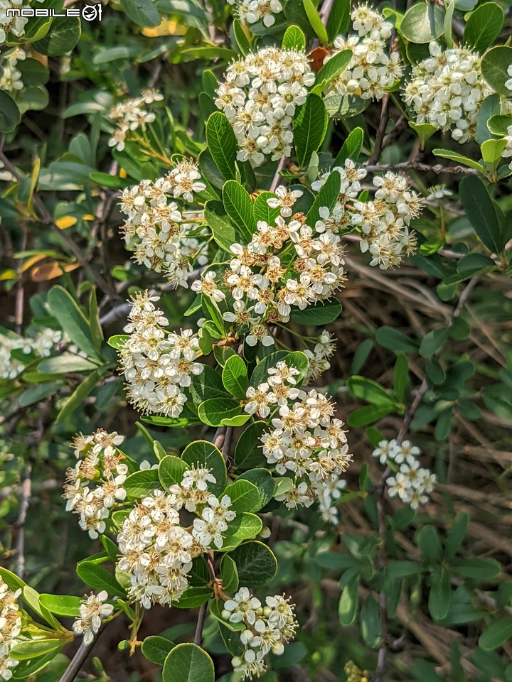 火刺木+刺桐 台南市安南區工業八路 03/20