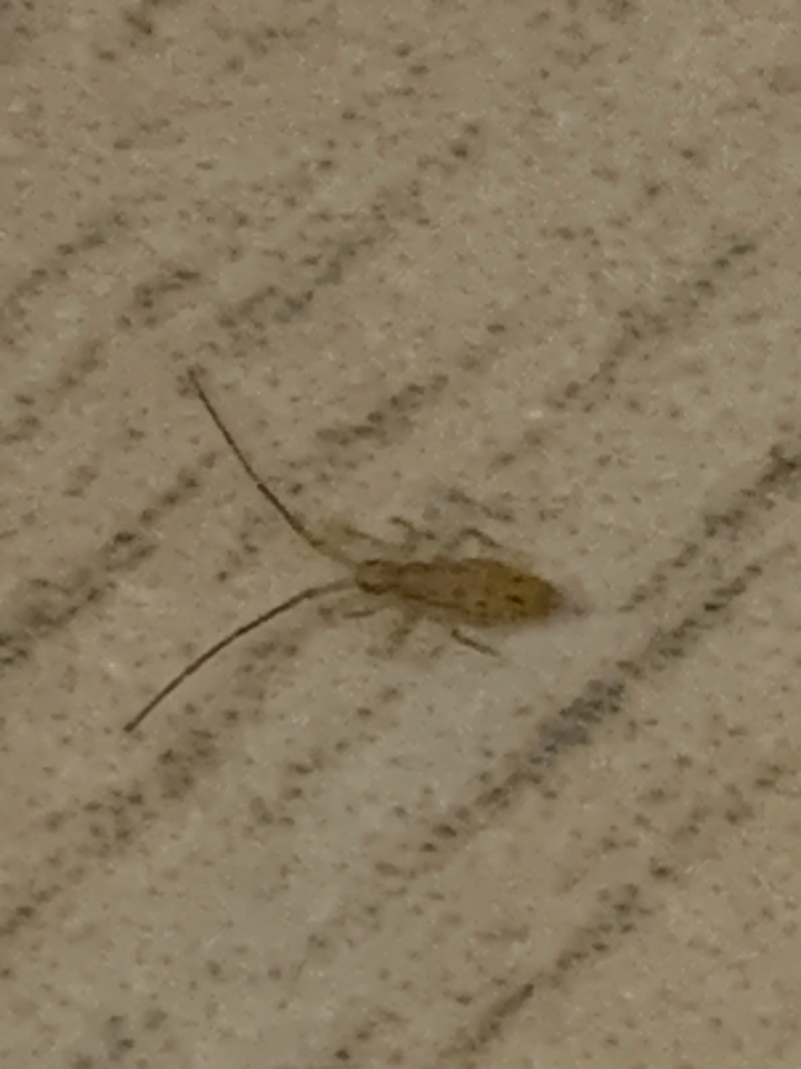 求救～請問一下家中突然出現一堆小蟲