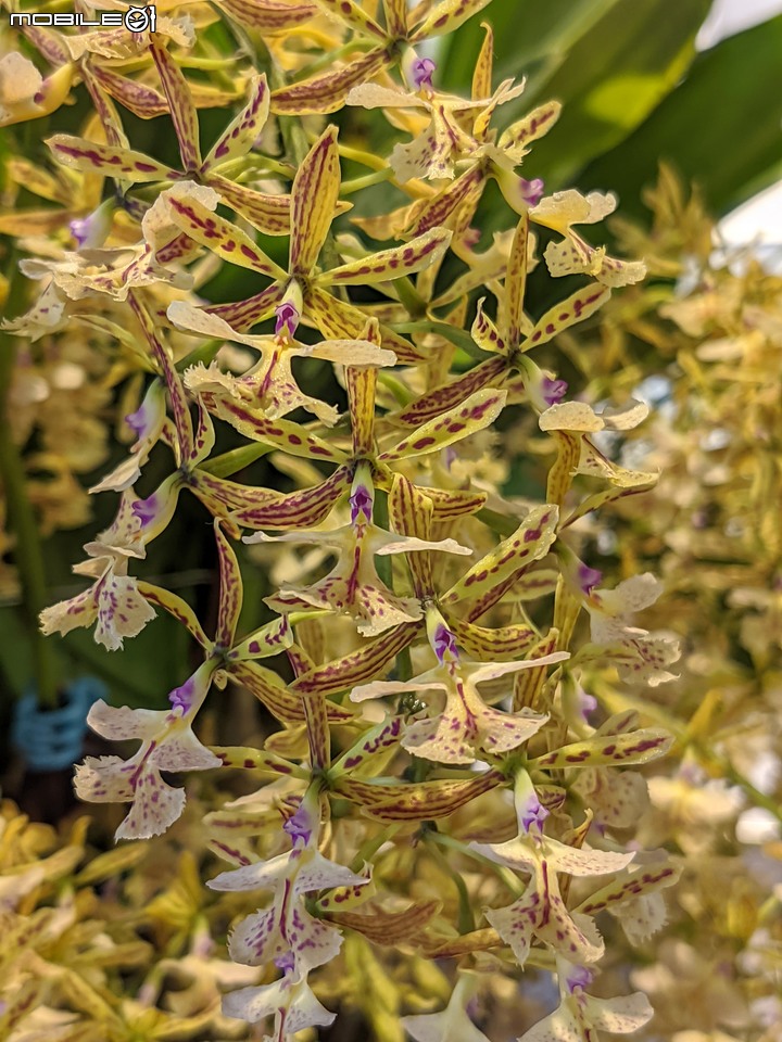 蘭花展 台南市後壁區蘭花生物科技園區 03/26