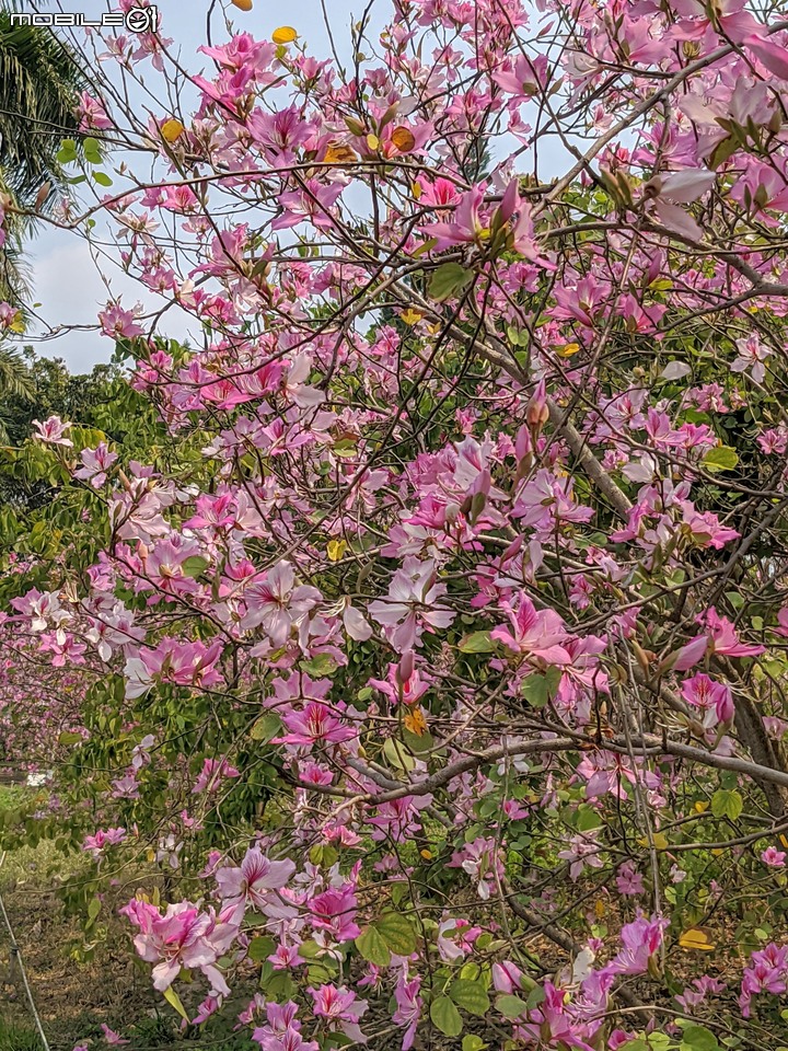羊蹄甲 台南市北區台南公園 03/06