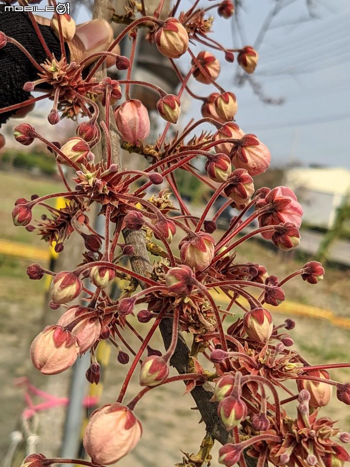 花旗木 台南市西港區金砂里新寮 03/18