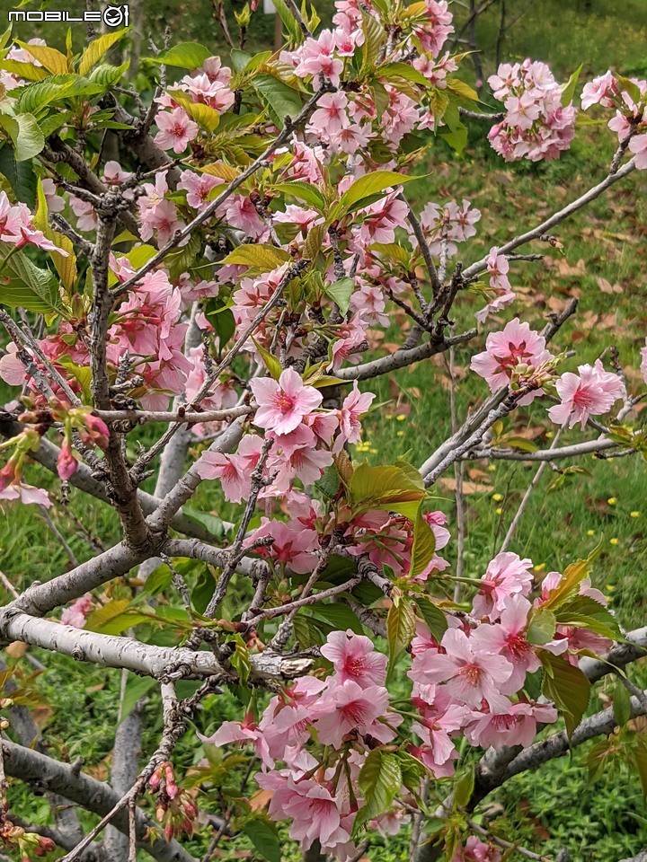 垂柳+河津櫻 台南市東區巴克禮公園 03/20