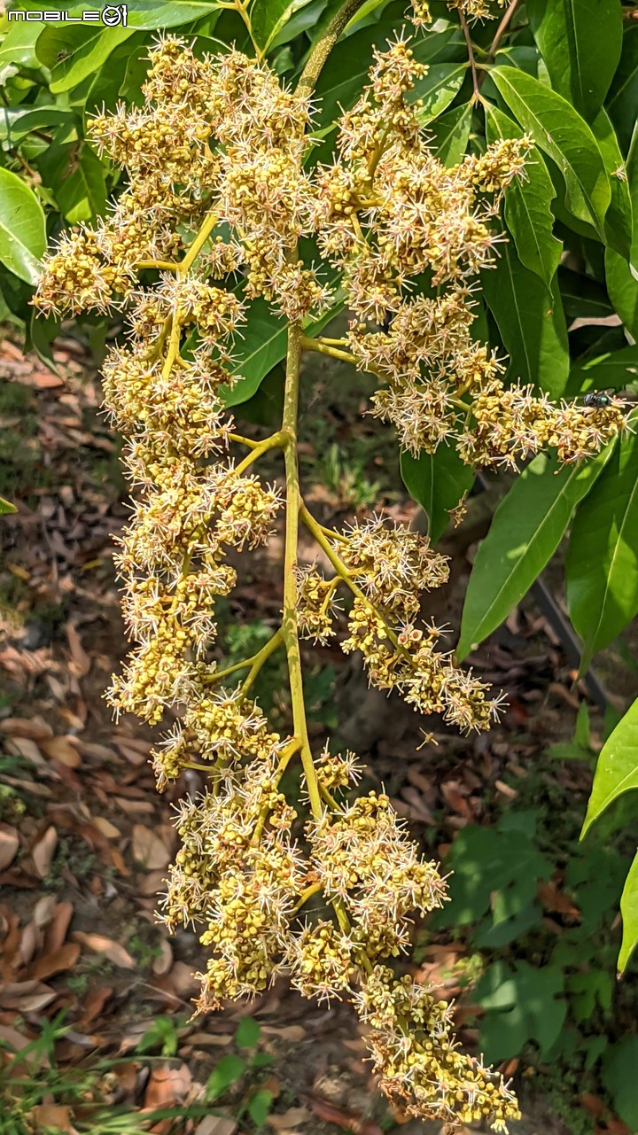 木麻黃 台南市安平區湖濱水鳥公園 03/20