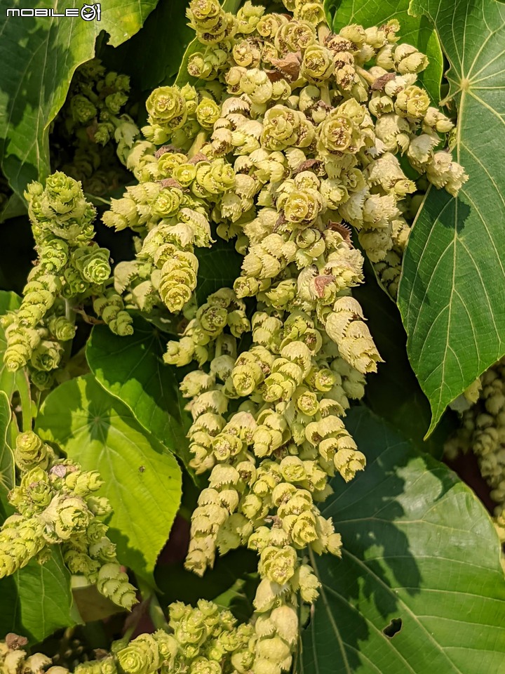 血桐+構樹 台南市安平區四草大橋 03/10