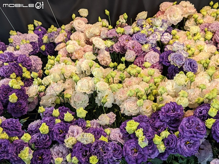 蘭花展 台南市後壁區蘭花生物科技園區 03/26