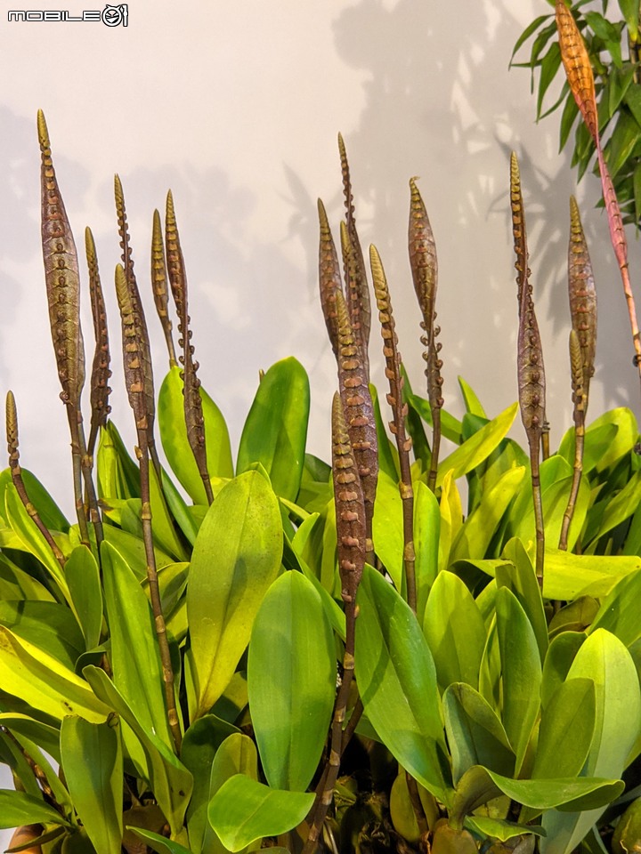 蘭花展 台南市後壁區蘭花生物科技園區 03/26