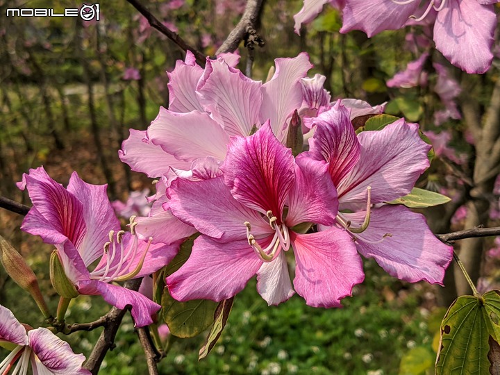 羊蹄甲 台南市北區台南公園 03/06