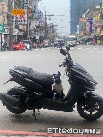 3個月大歐告2隻耳朵「歪單側」特殊造型笑翻網:家裡風很大?