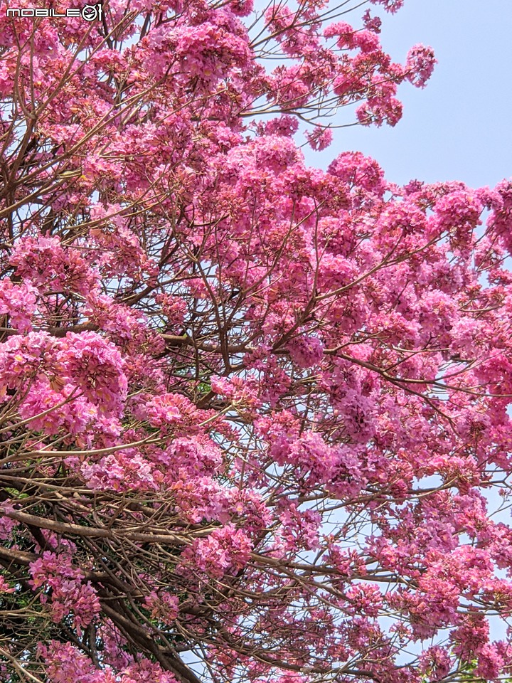 紅花風鈴木 台南市南區水交社文化園區 03/06