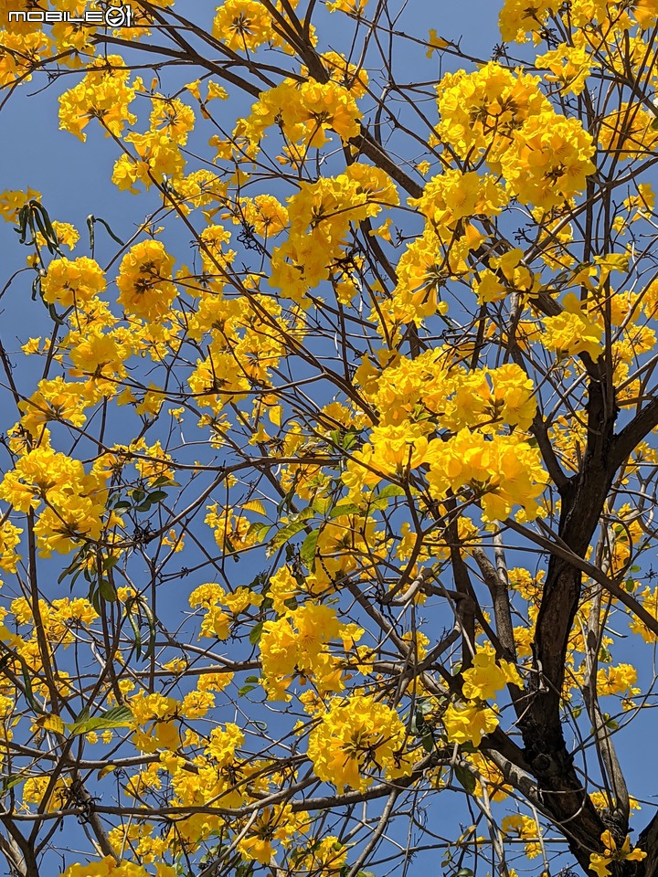 黃花風鈴木 台南市東區林森路二段 03/13