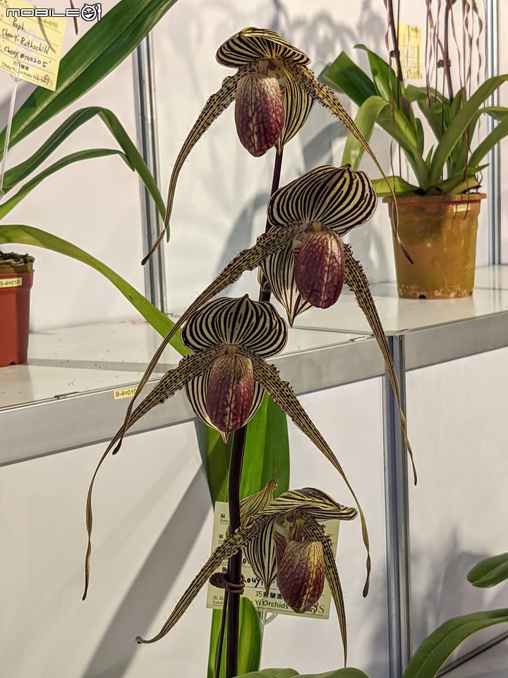 蘭花展 台南市後壁區蘭花生物科技園區 03/26