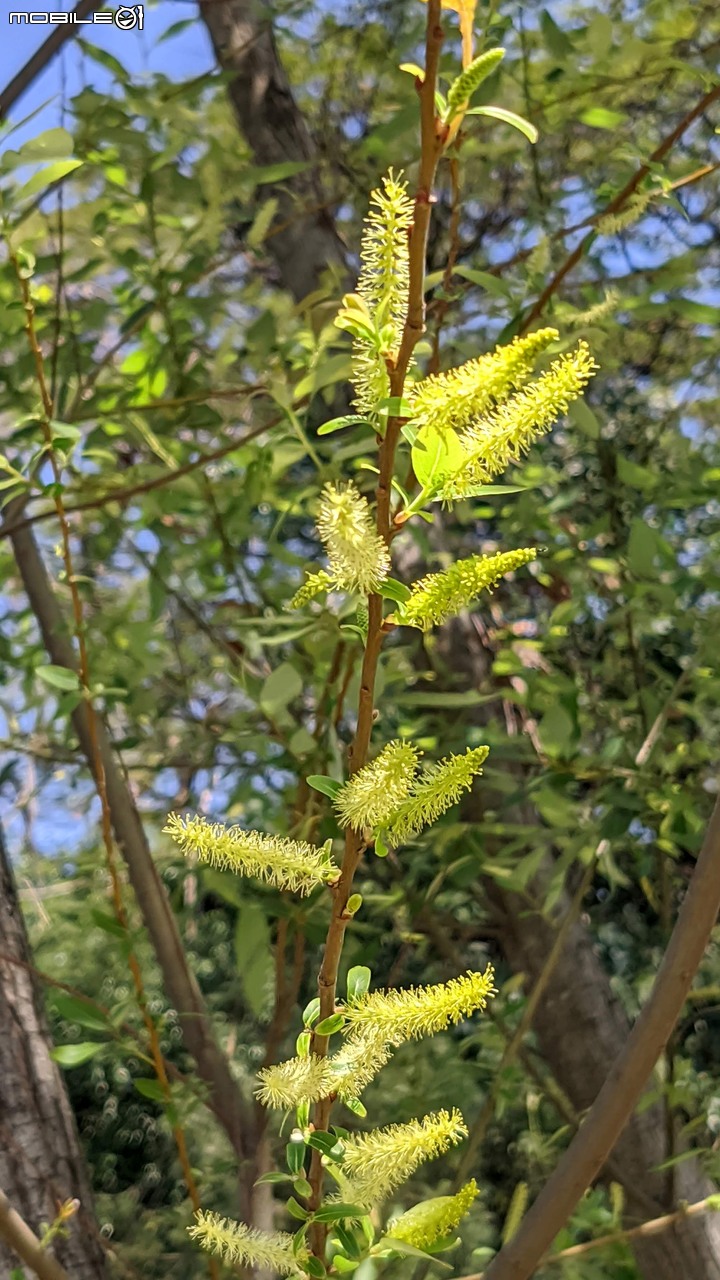 水柳 台南市南區竹溪水岸園區 03/13
