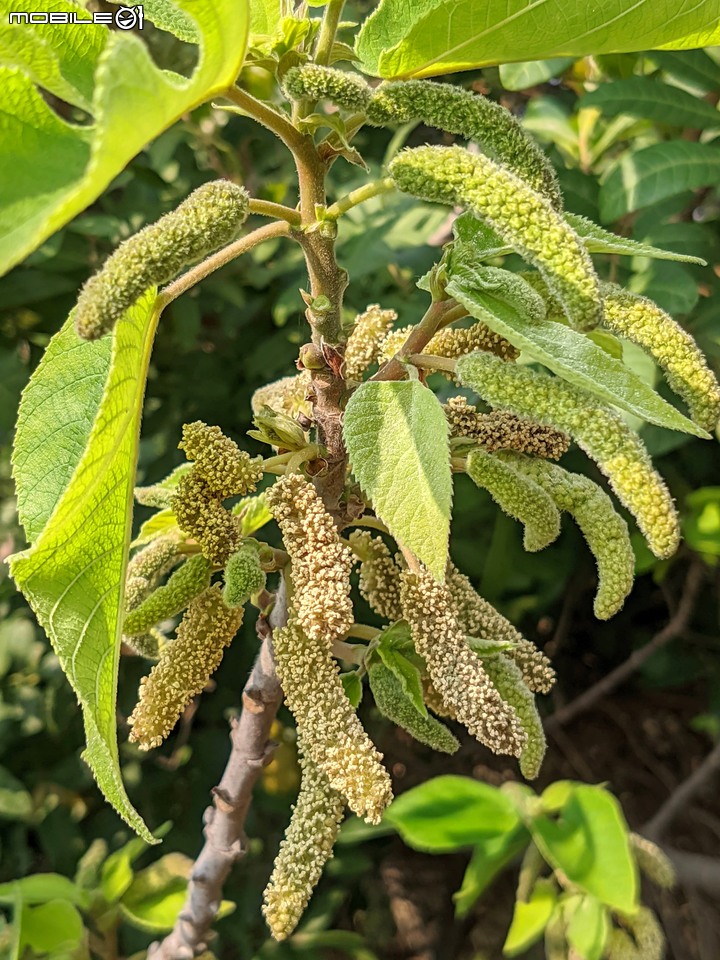 血桐+構樹 台南市安平區四草大橋 03/10