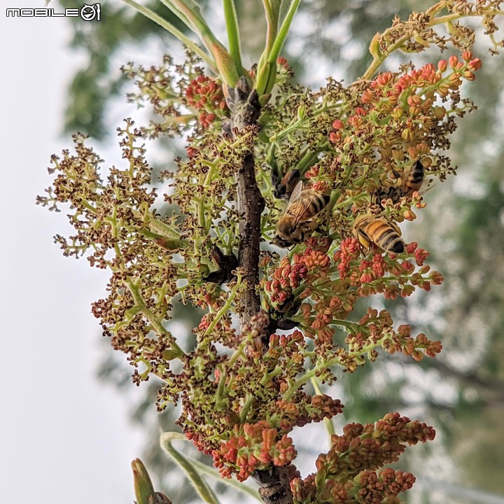 彎子木+黃連木 台南市官田區烏山頭水庫 03/19
