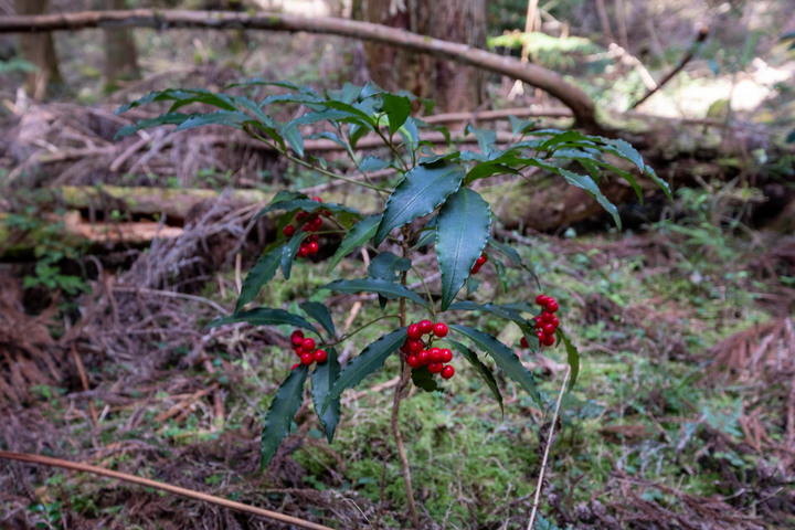 觀霧賞櫻一日遊