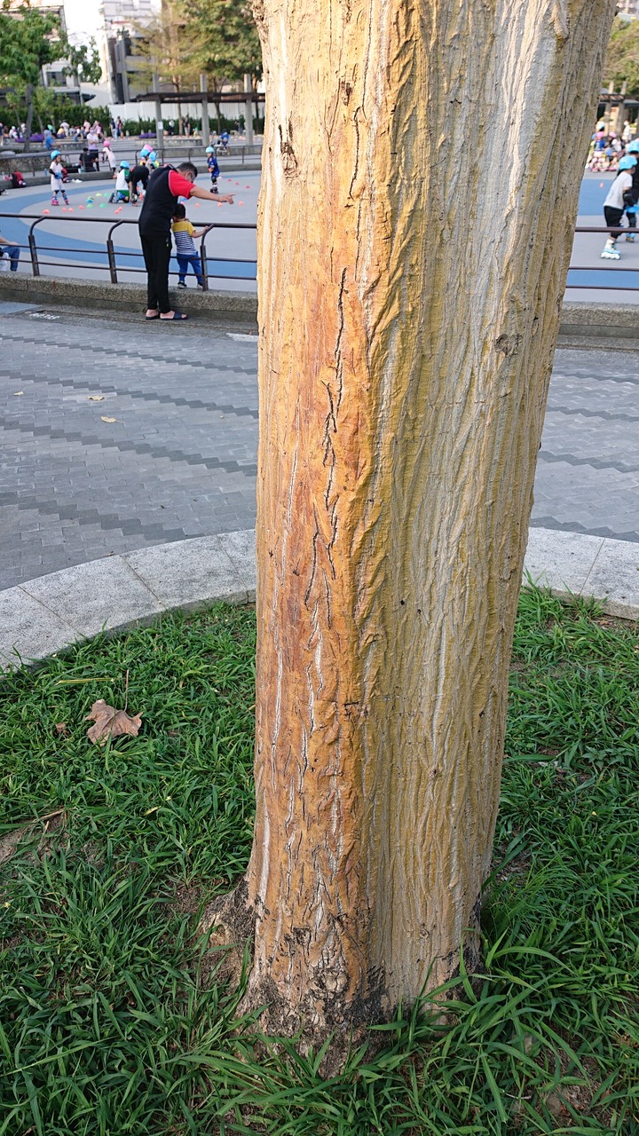 【請教】公園裡的樹？