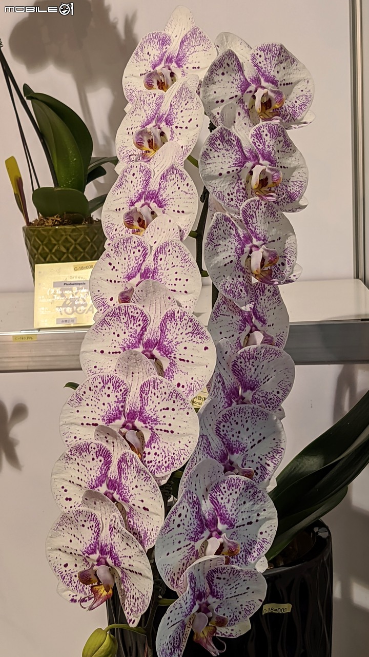 蘭花展 台南市後壁區蘭花生物科技園區 03/26