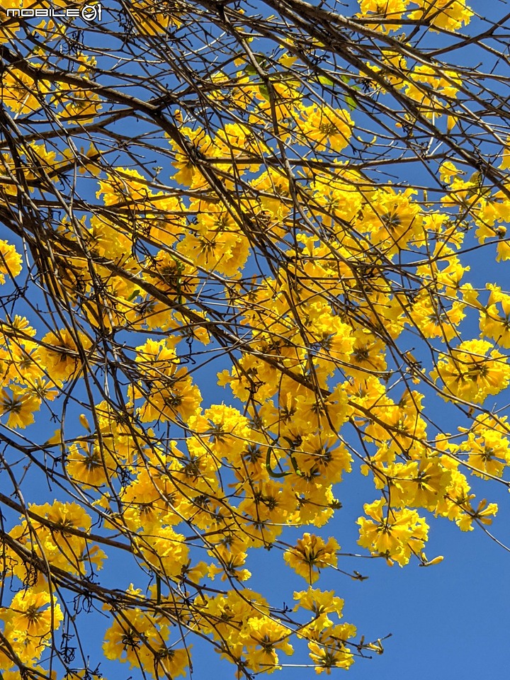黃花+紅花風鈴木 台南市北區東豐路 03/12