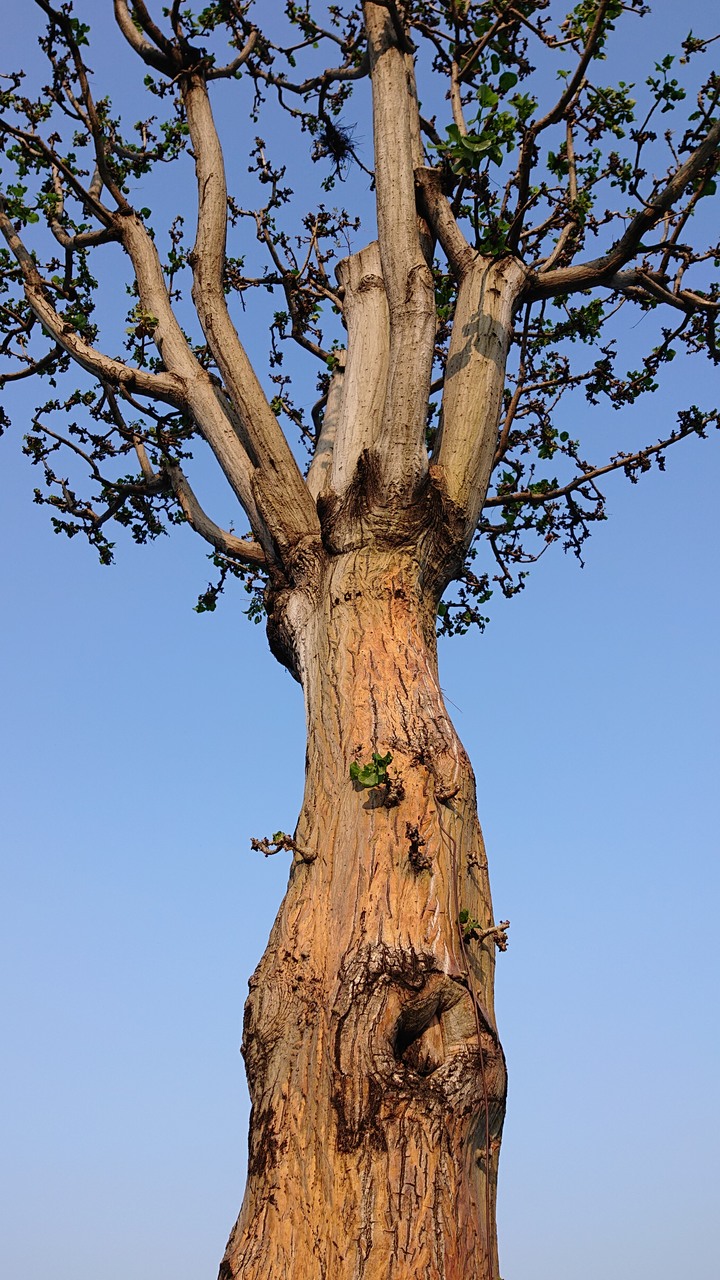 【請教】公園裡的樹？