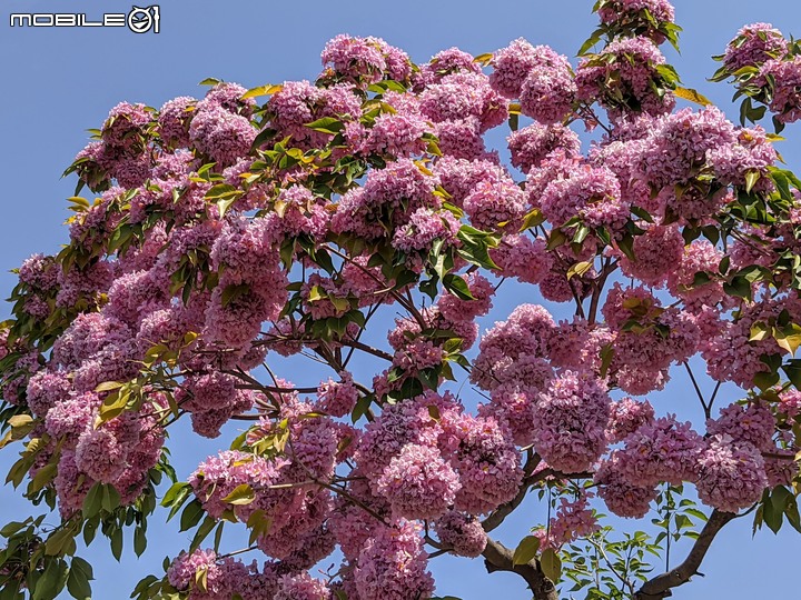 紅花風鈴木 台南市東區南紡購物中心 03/13