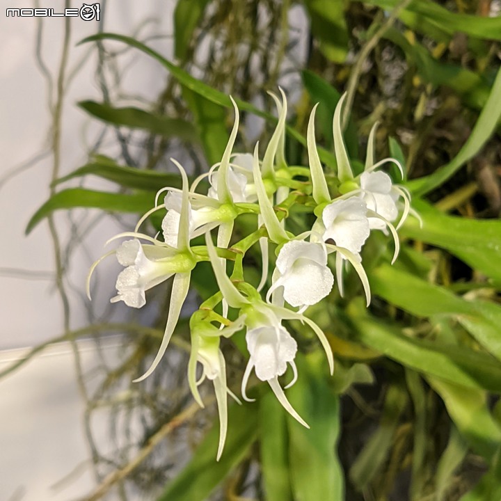 蘭花展 台南市後壁區蘭花生物科技園區 03/26