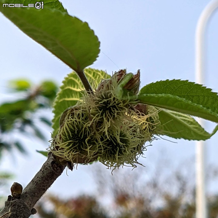 血桐+構樹 台南市安平區四草大橋 03/10