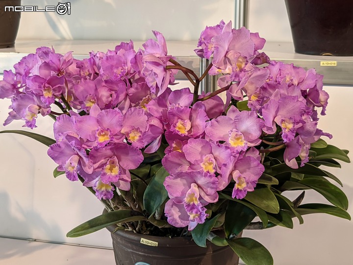 蘭花展 台南市後壁區蘭花生物科技園區 03/26
