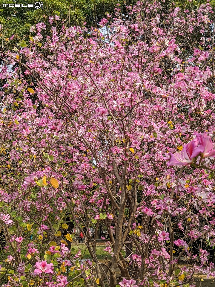 羊蹄甲 台南市北區台南公園 03/06