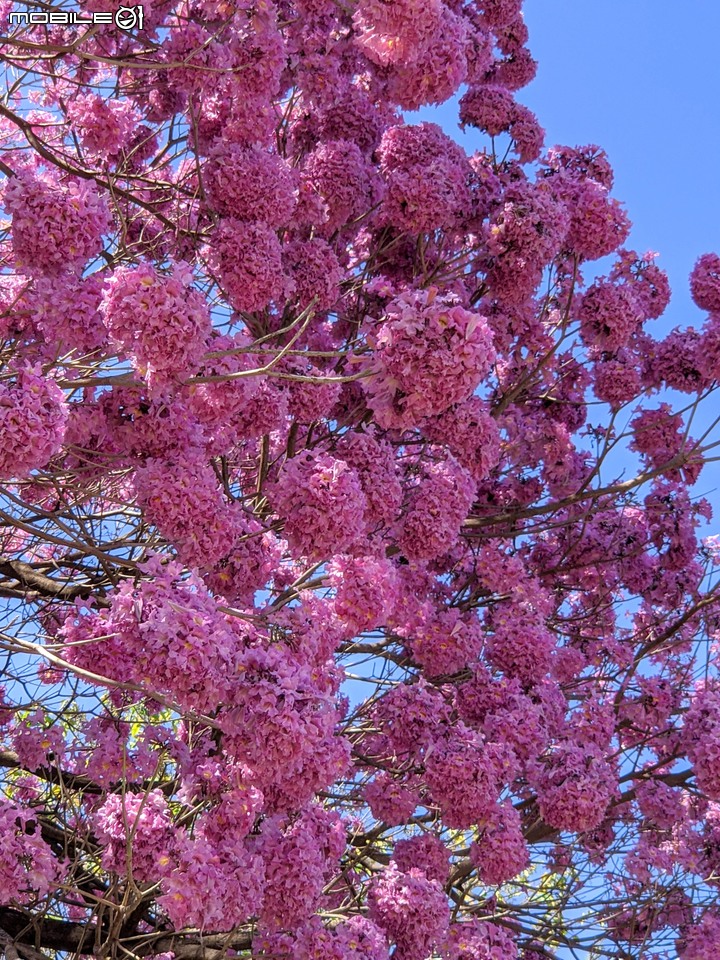 紅花風鈴木 台南市東區南紡購物中心 03/13