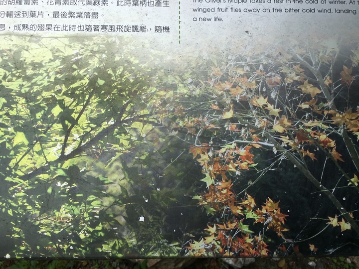 太魯閣健行步道之旅上集 (白楊、錐麓、山月)