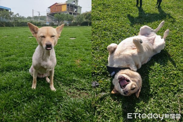 白汪副駕乖坐他細看椅背冒出「哀怨狗臉」才驚覺有2隻！