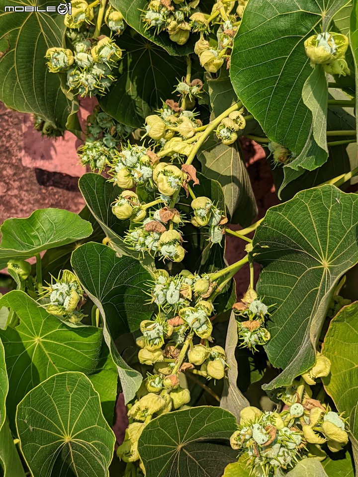 血桐+構樹 台南市安平區四草大橋 03/10