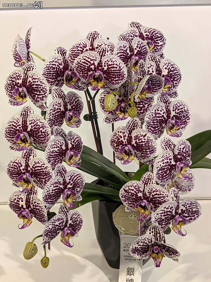 蘭花展 台南市後壁區蘭花生物科技園區 03/26