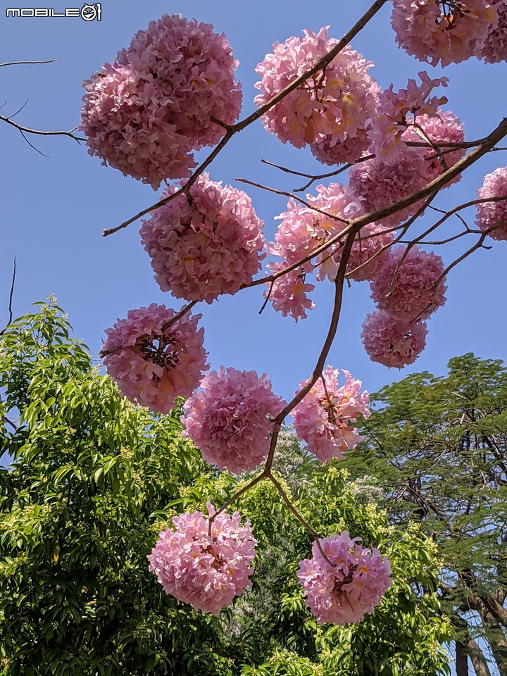 紅花風鈴木 台南市東區南紡購物中心 03/13