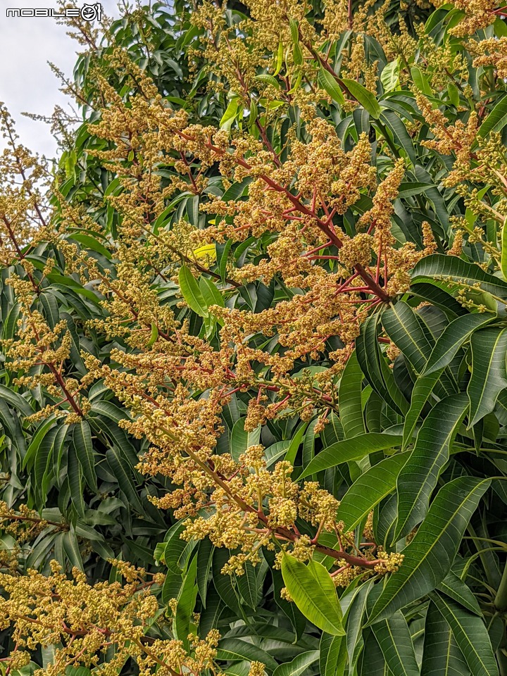 木麻黃 台南市安平區湖濱水鳥公園 03/20
