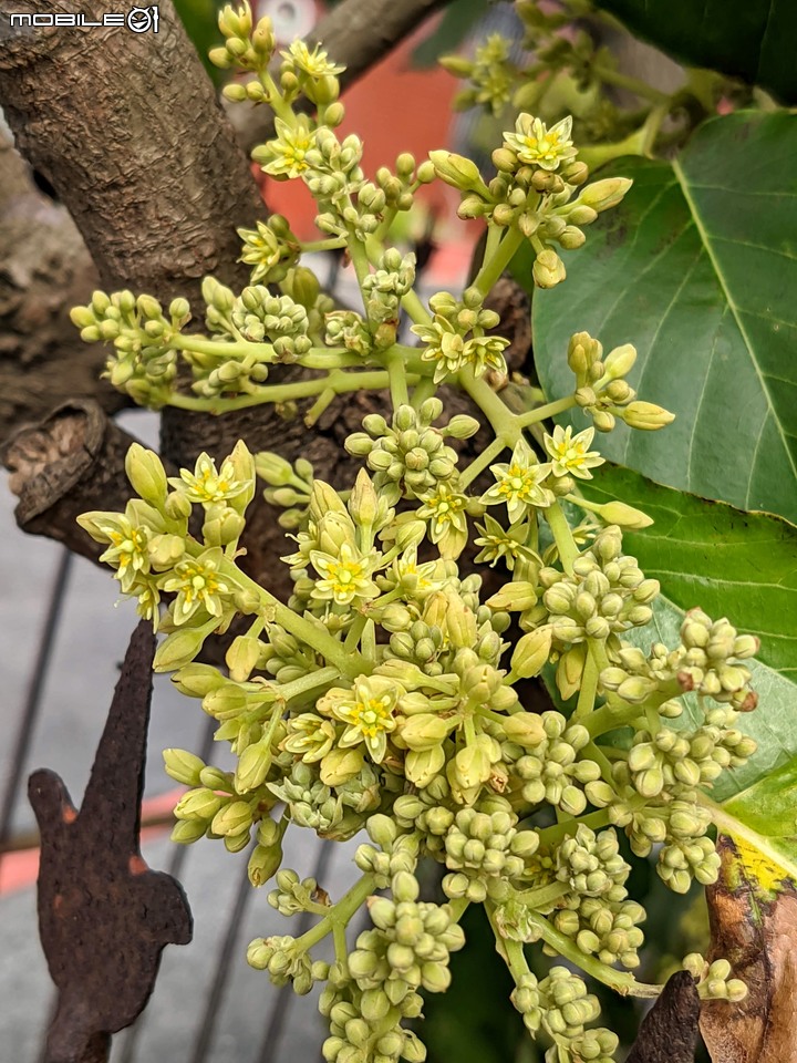 木麻黃 台南市安平區湖濱水鳥公園 03/20