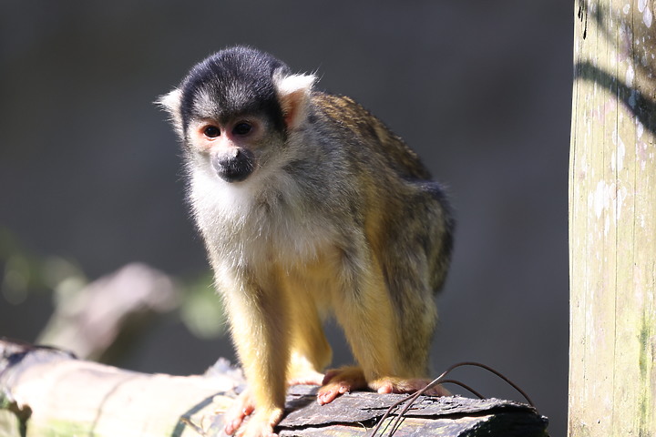 EOS R3隨手拍拍！台北市立動物園