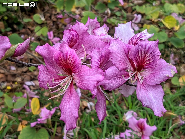 羊蹄甲 台南市北區台南公園 03/06
