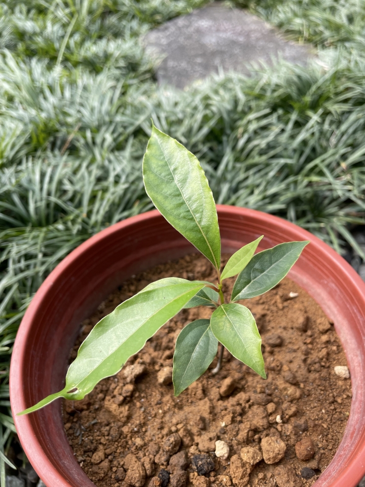 請教植物名稱