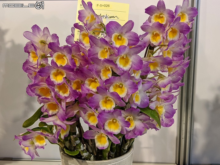 蘭花展 台南市後壁區蘭花生物科技園區 03/26